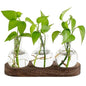 Modern Glass Plant