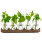 Modern Glass Plant