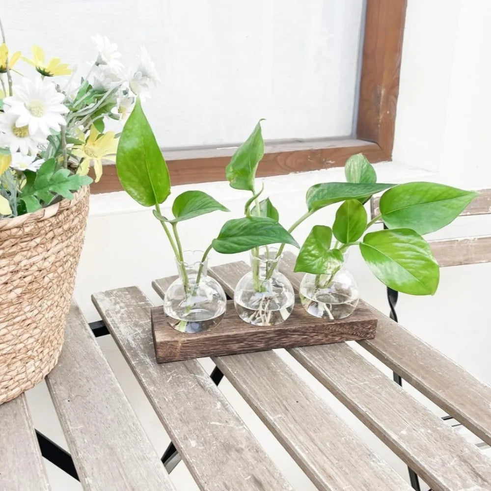Modern Glass Plant