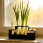 Scallion Planter